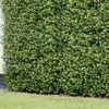 Bloom Buxus Artificial Hedge Screening 4pk -Garden Furniture Shop 381711 artificial buxus hedge screening 1mx1m 2