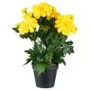 B&M Zinnia Plant Pot - Yellow -Garden Furniture Shop 392826 zinnia in pot yellow