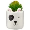 B&M Mini Succulent - Panda -Garden Furniture Shop 394778 mini panda succulent